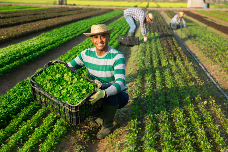Farm Worker Jobs in Italy with Visa Sponsorship 2026 (€11–€12/hr)